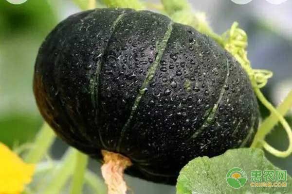  早熟型西洋南瓜新品种——宝栗小南瓜高效栽培技术