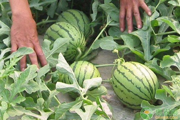 西瓜嫁接方法